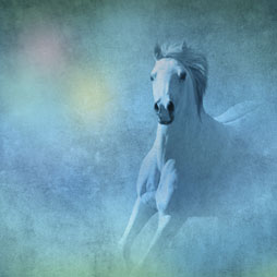 Blue Dream Horse