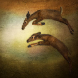Two Deer Leaping